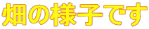 ���̗l�q�ł�

