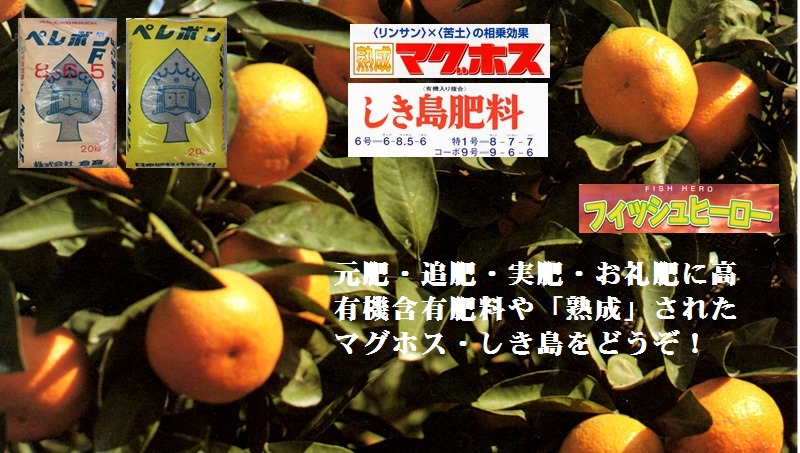 摜4:݂̎ʐ^